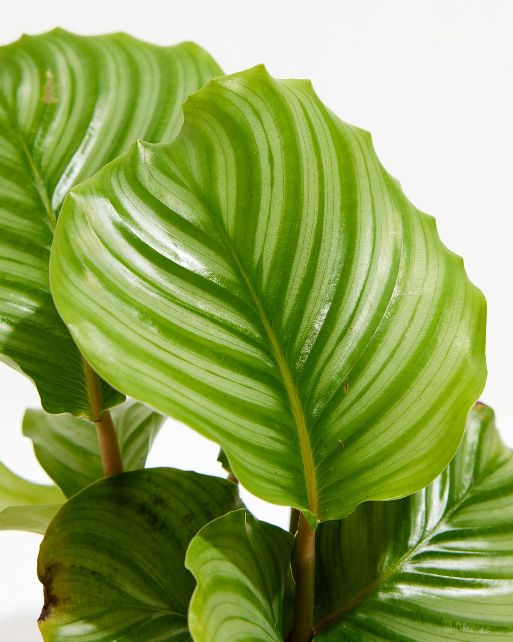 Calathea Orbifolia