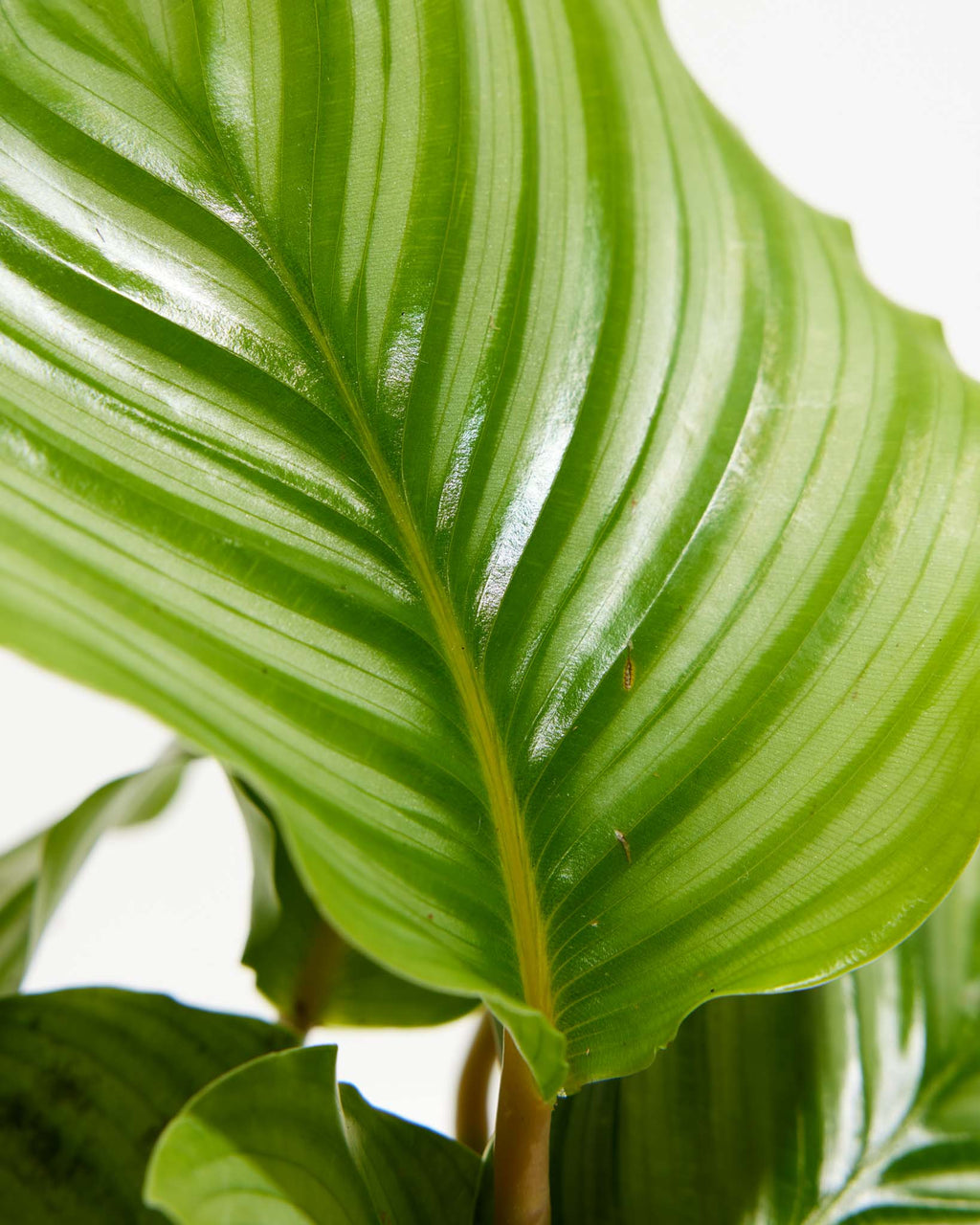 Calathea Orbifolia
