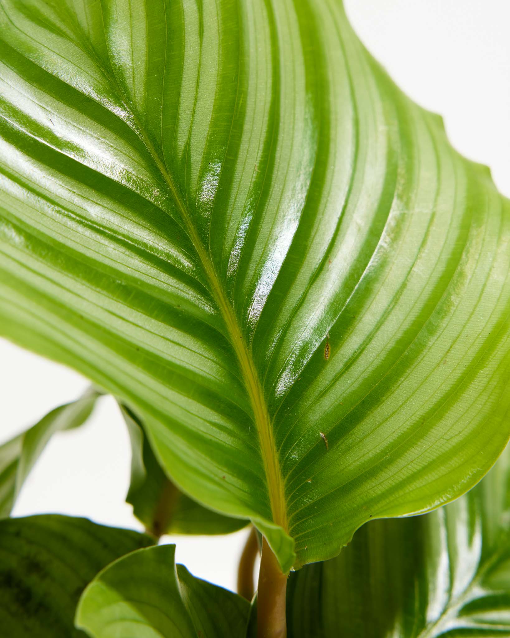 Calathea Orbifolia