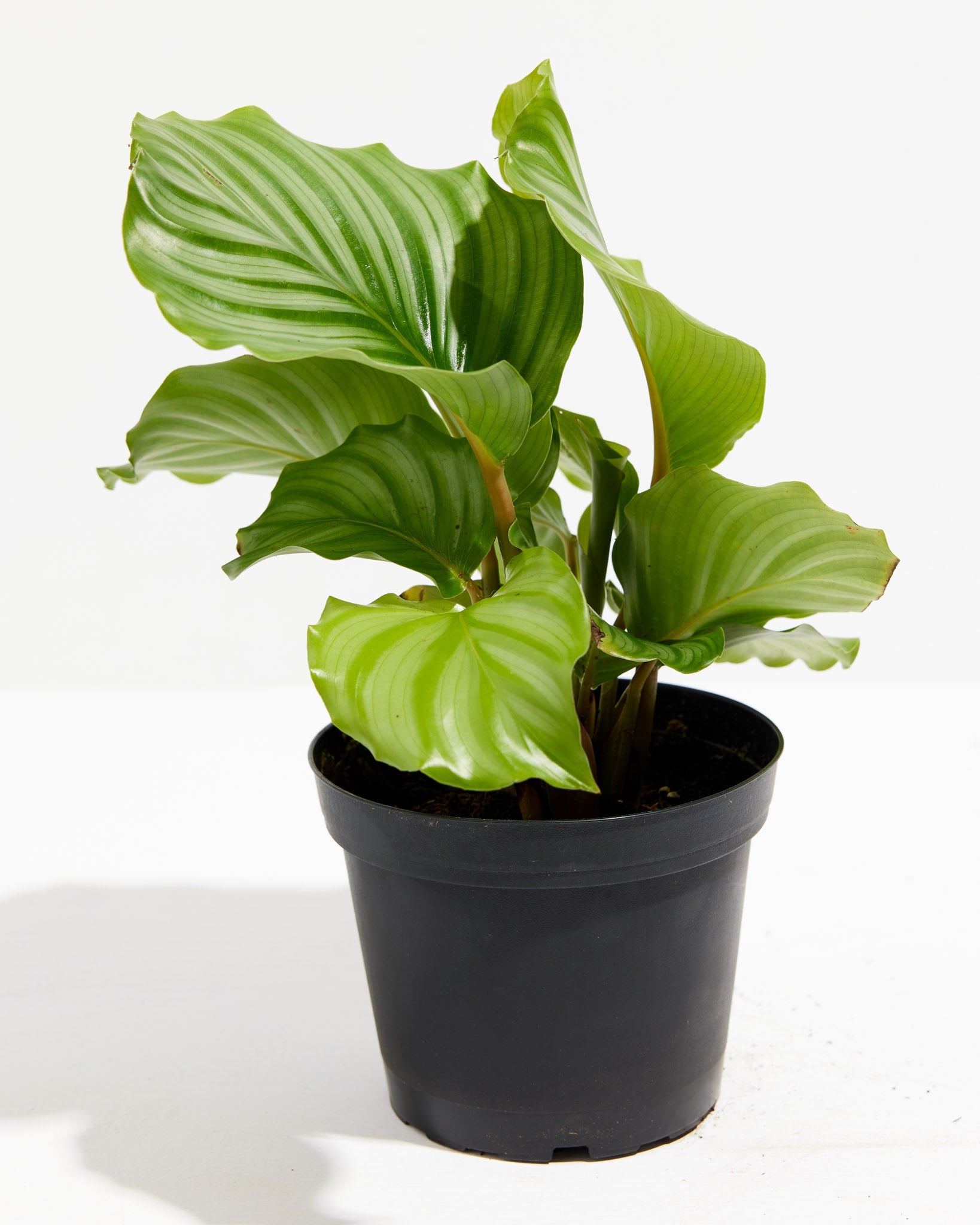 Calathea Orbifolia