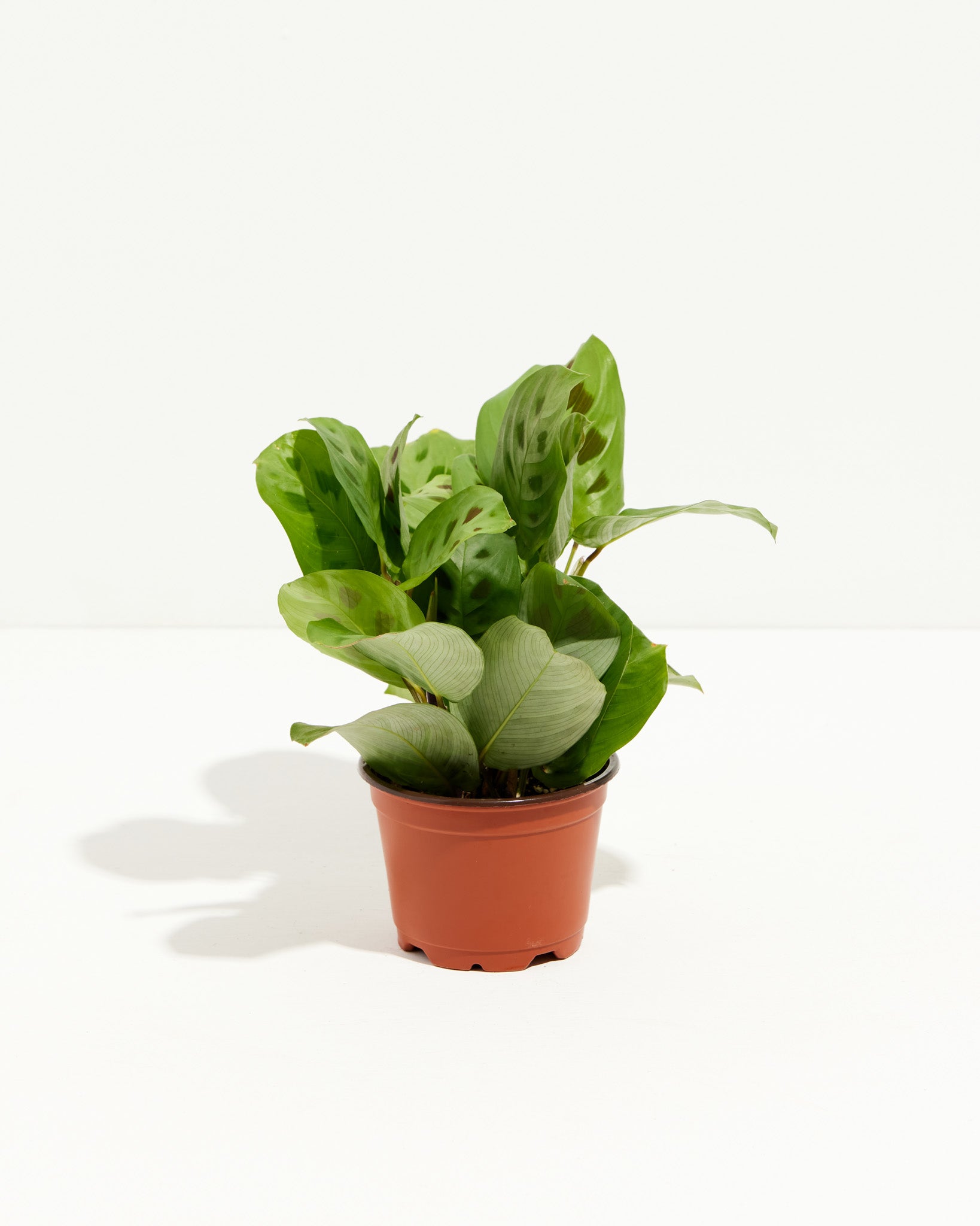 Maranta Leuconeura