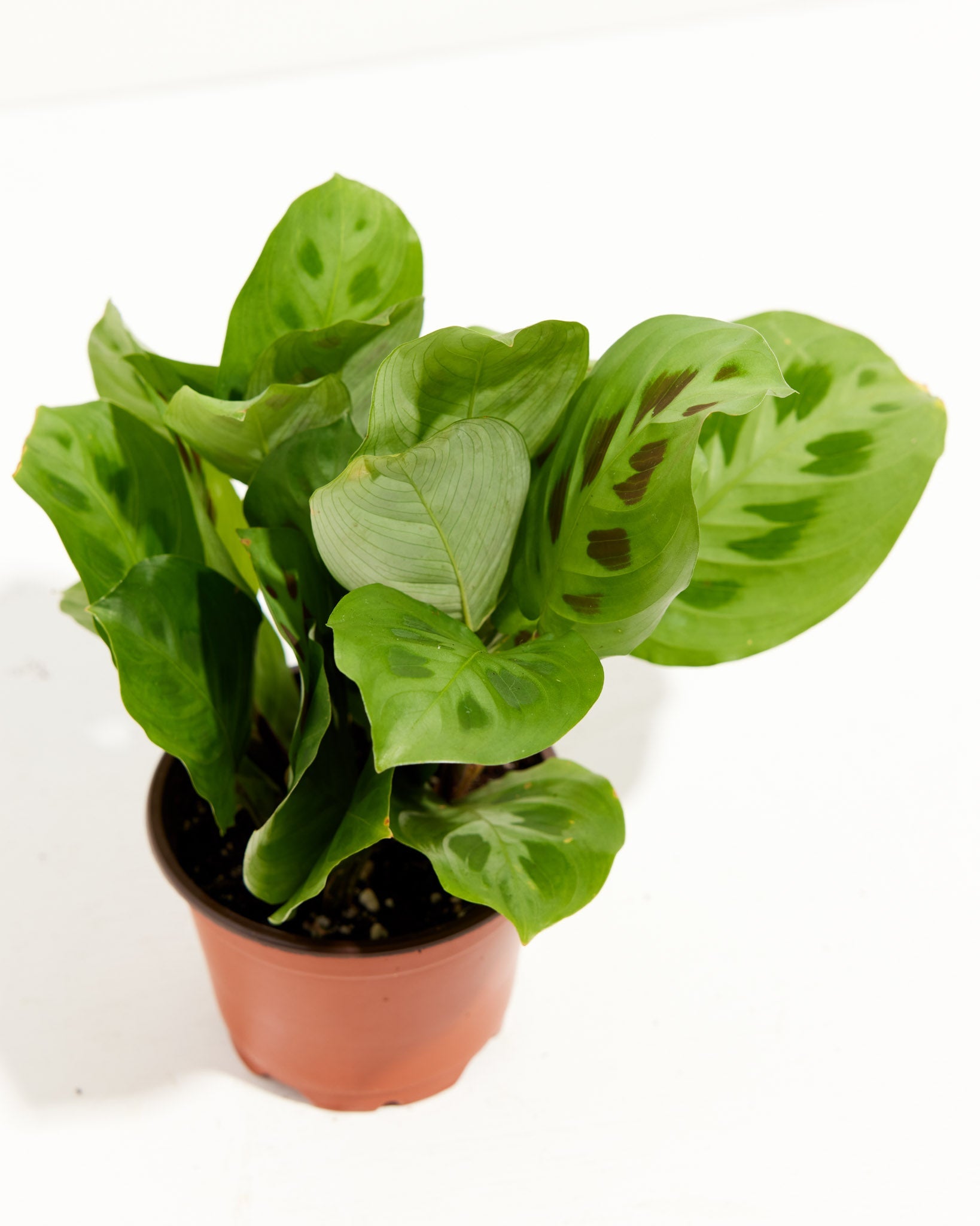 Maranta Leuconeura
