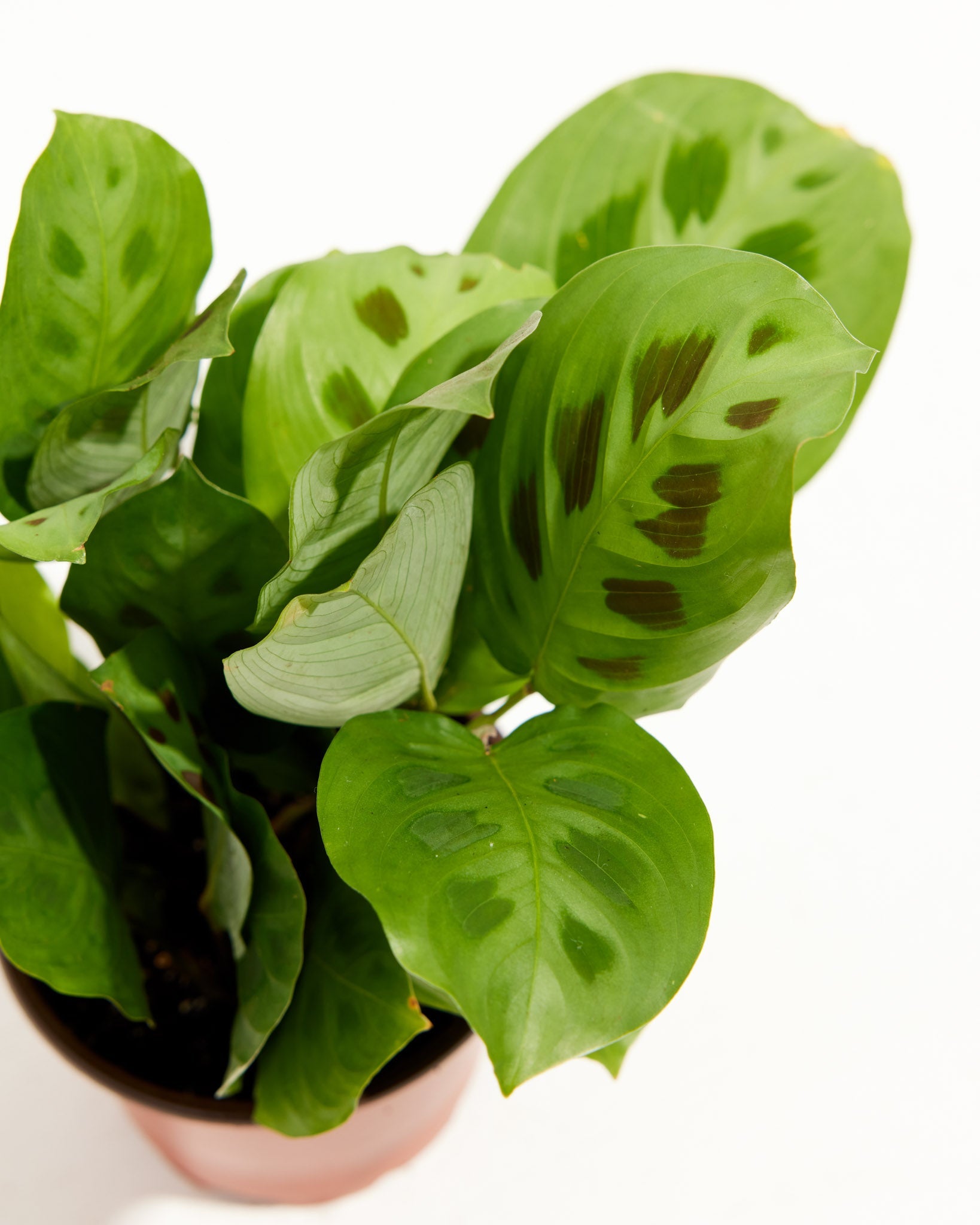 Maranta Leuconeura