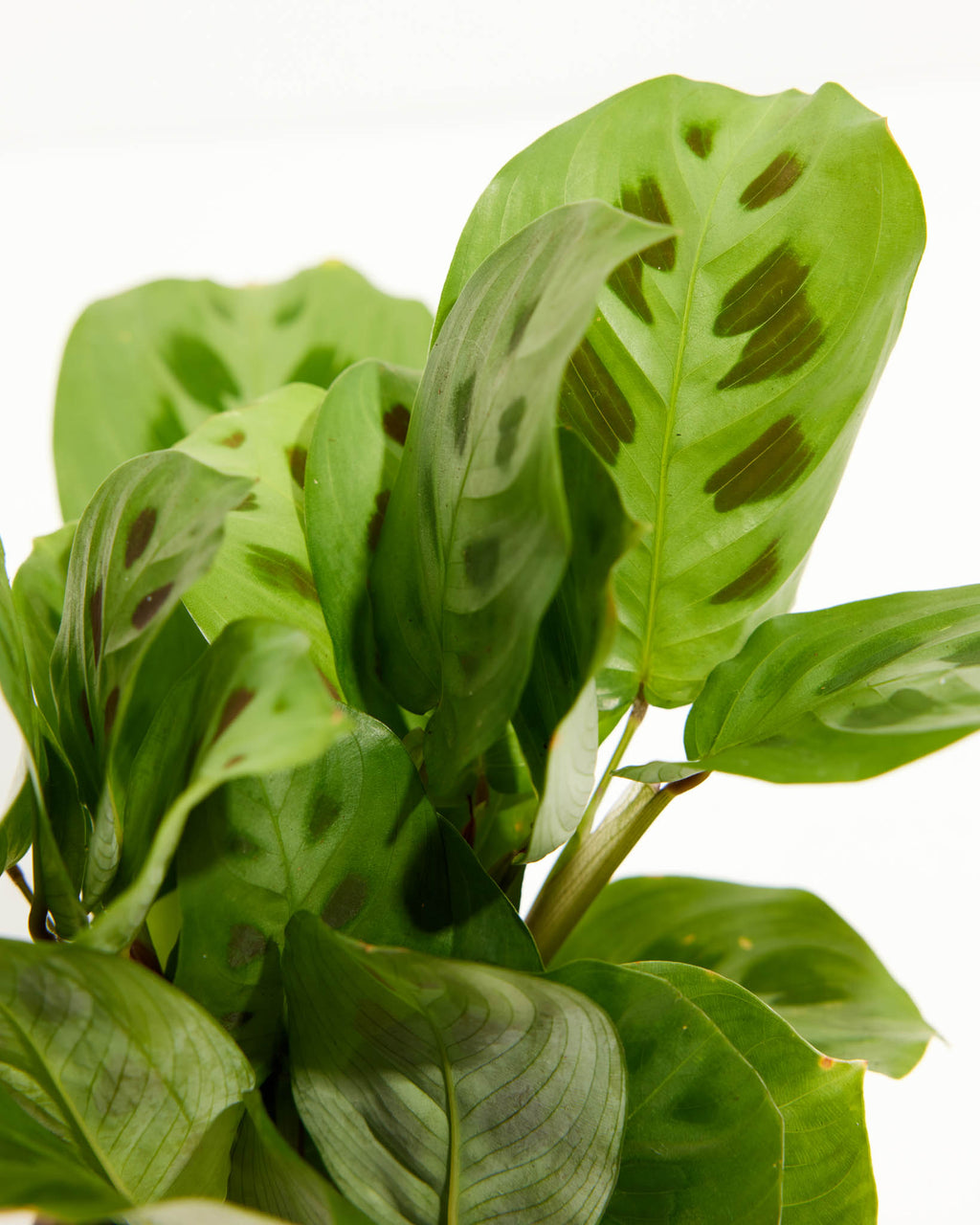 Maranta Leuconeura