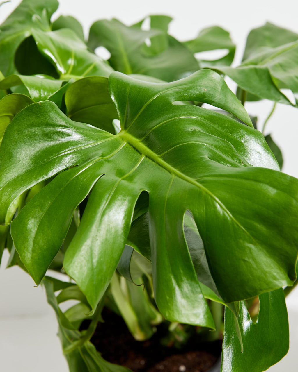 Monstera Deliciosa (Split Leaf Philodendron)