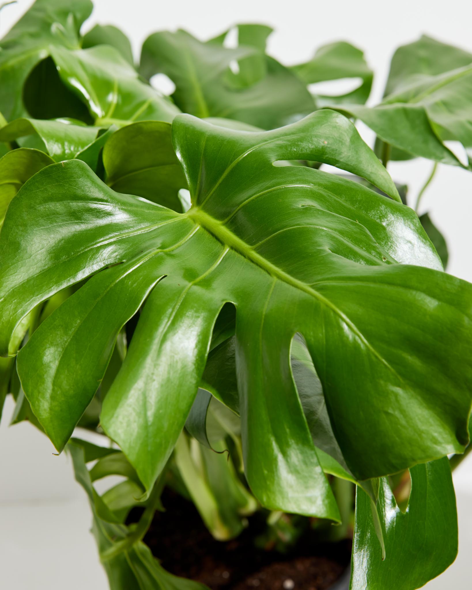 Monstera Deliciosa (Split Leaf Philodendron)