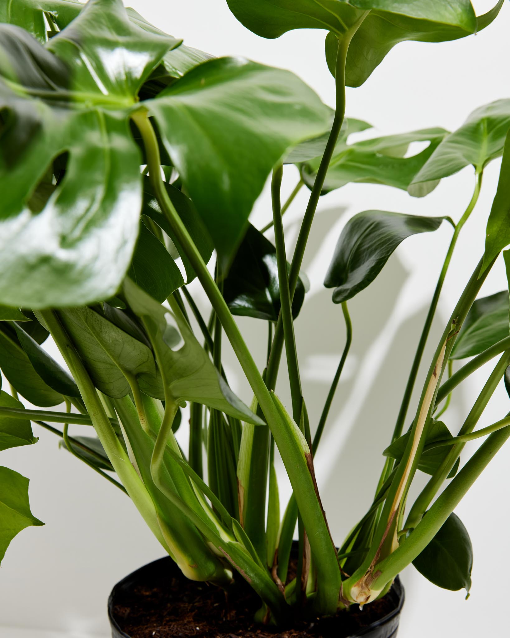 Monstera Deliciosa (Split Leaf Philodendron)