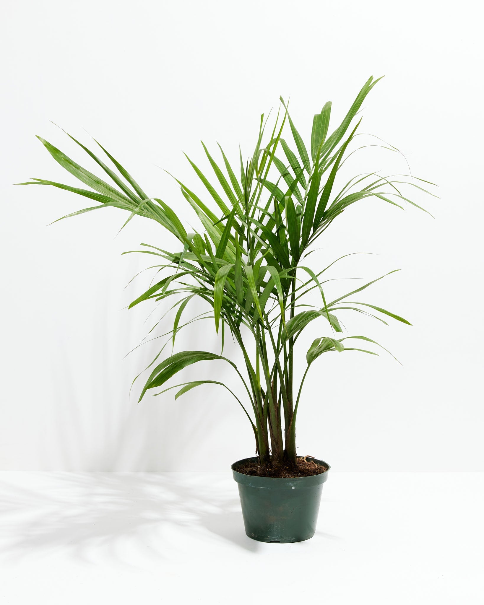 Areca Palm Indoor Tree