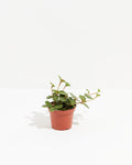 Peperomia Hope