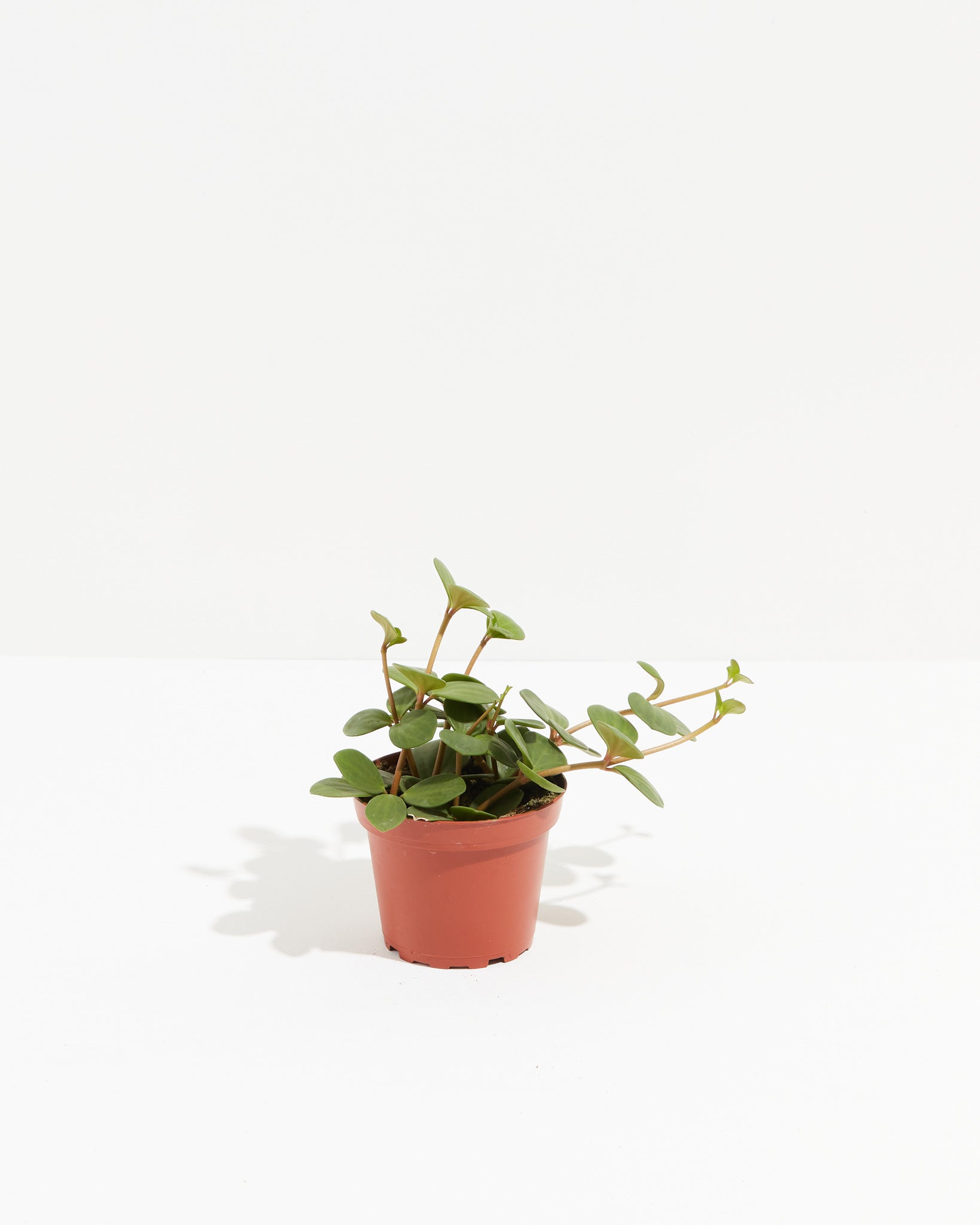 Peperomia Hope