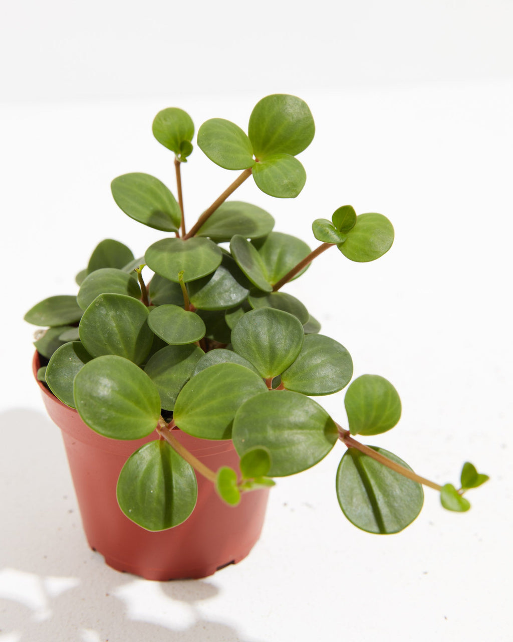 Peperomia Hope