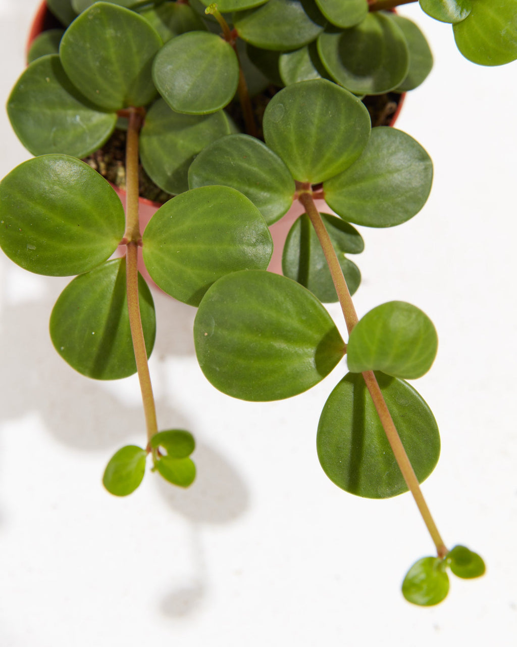 Peperomia Hope