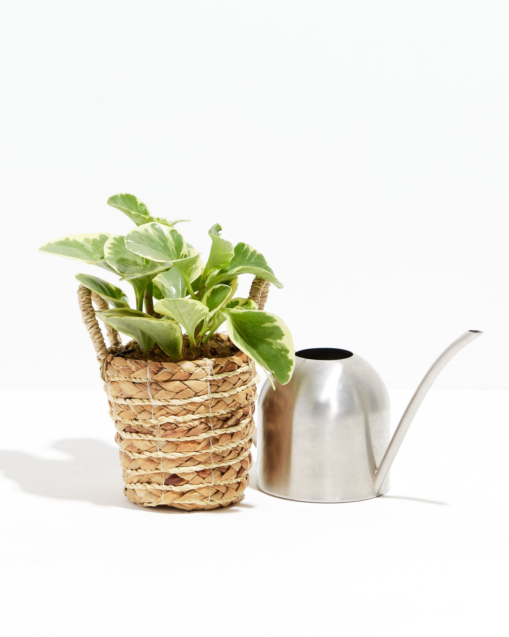 Baby Rubber Plant (Variegated Peperomia)