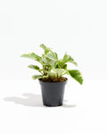Baby Rubber Plant (Variegated Peperomia)