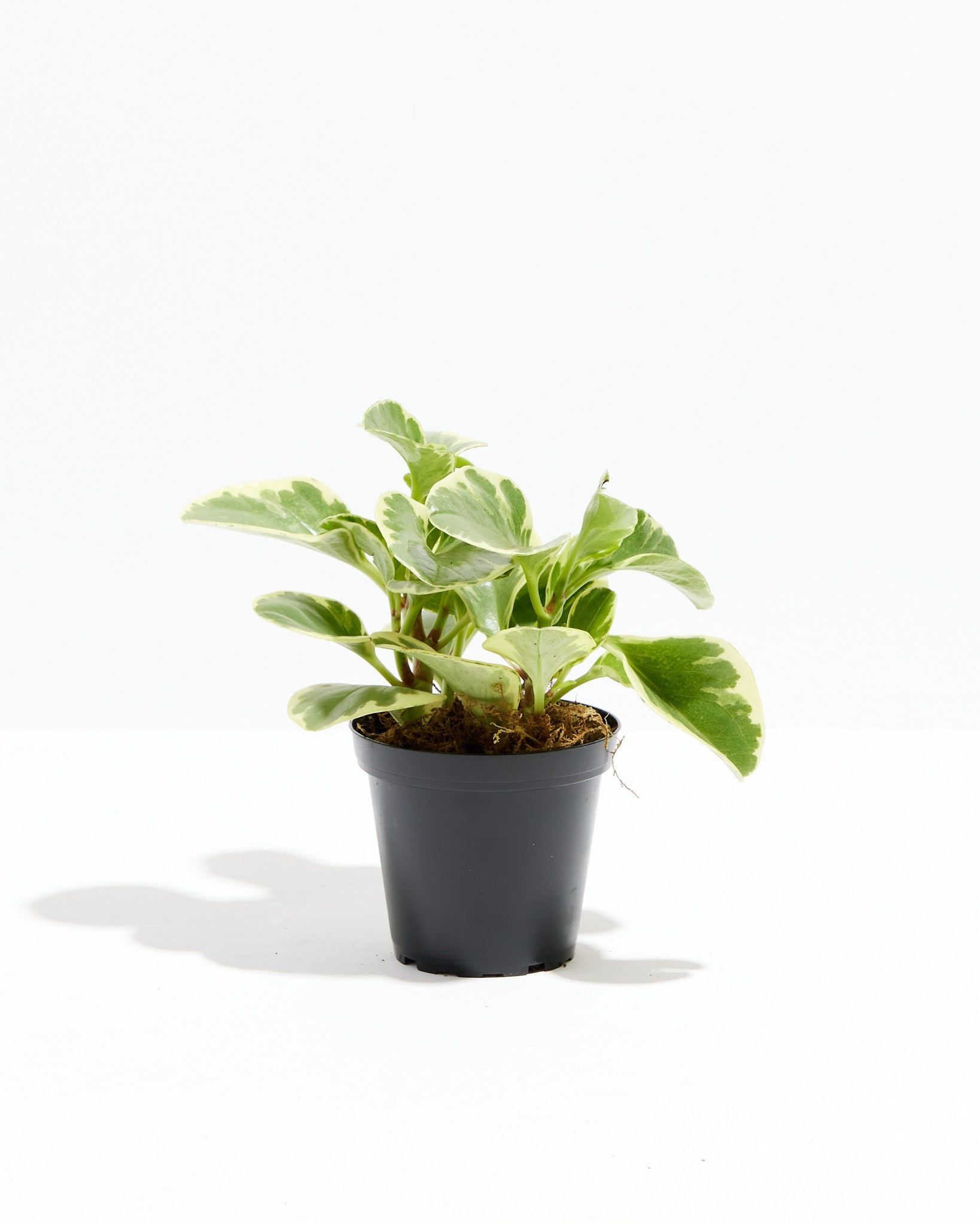 Baby Rubber Plant (Variegated Peperomia)