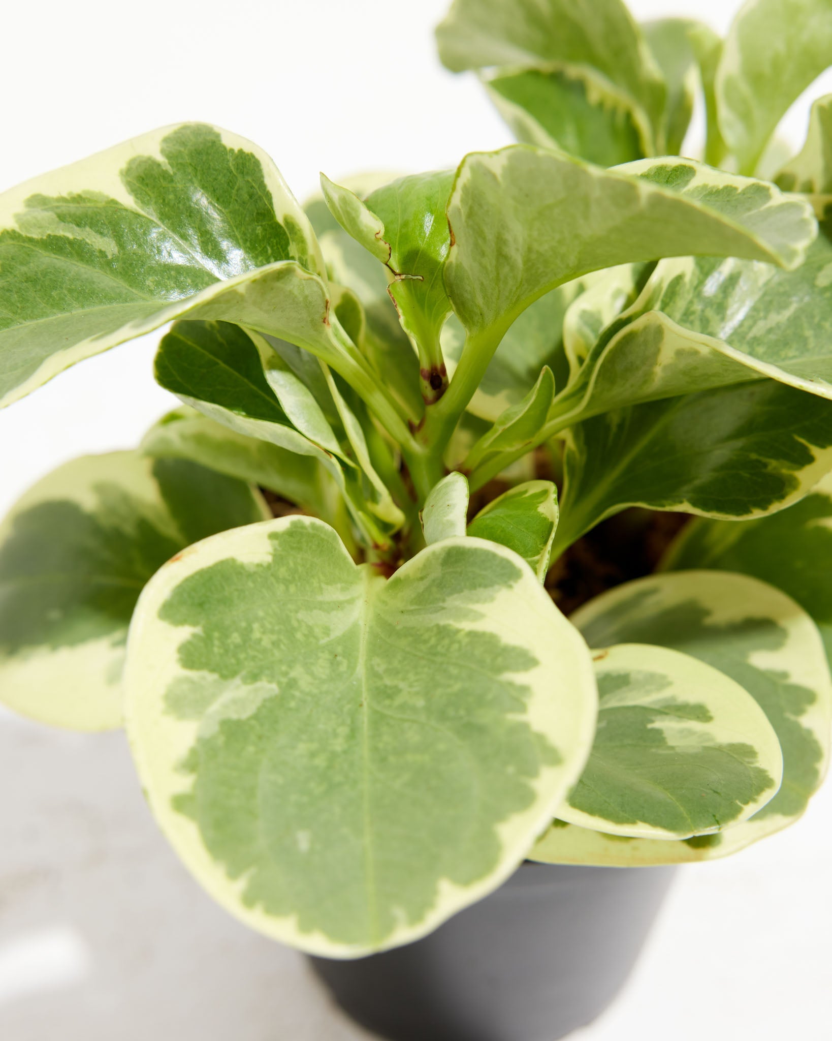 Baby Rubber Plant (Variegated Peperomia)