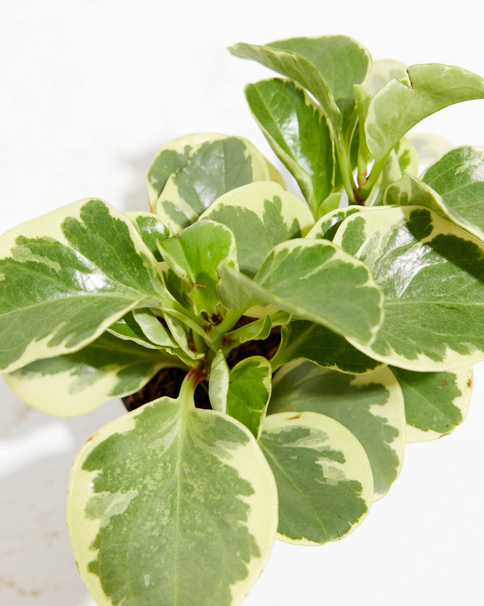 Baby Rubber Plant (Variegated Peperomia)