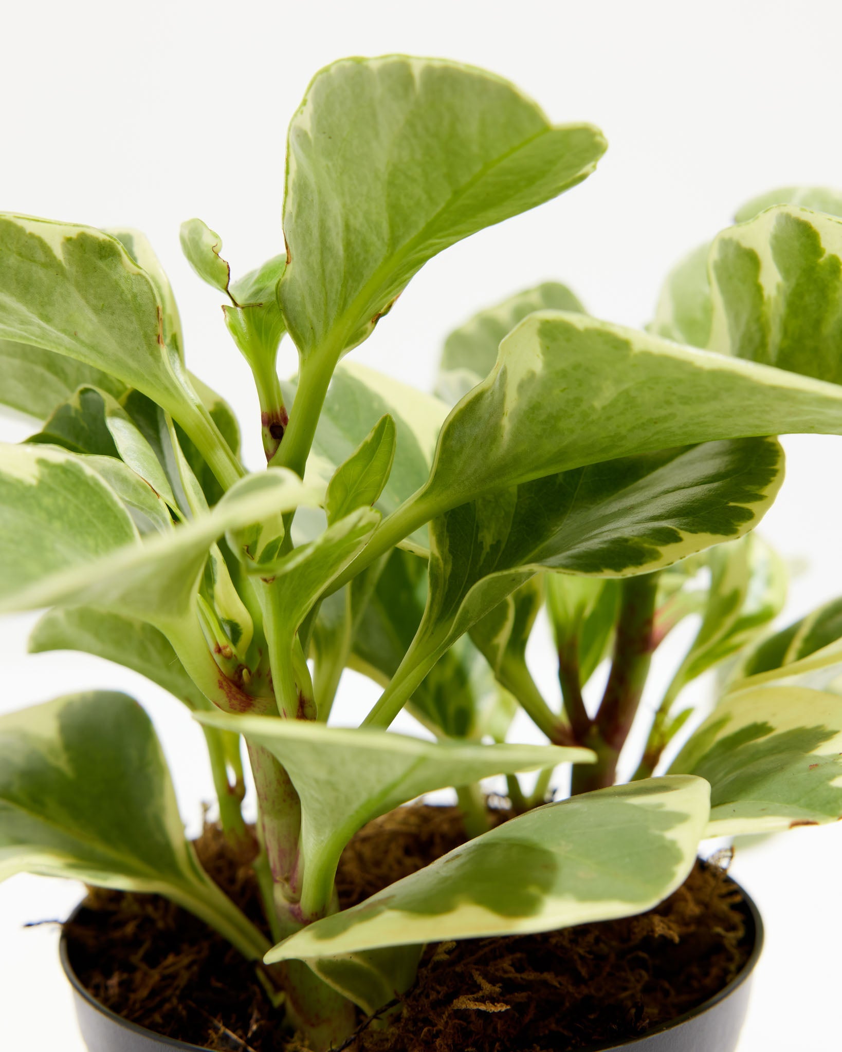 Baby Rubber Plant (Variegated Peperomia)