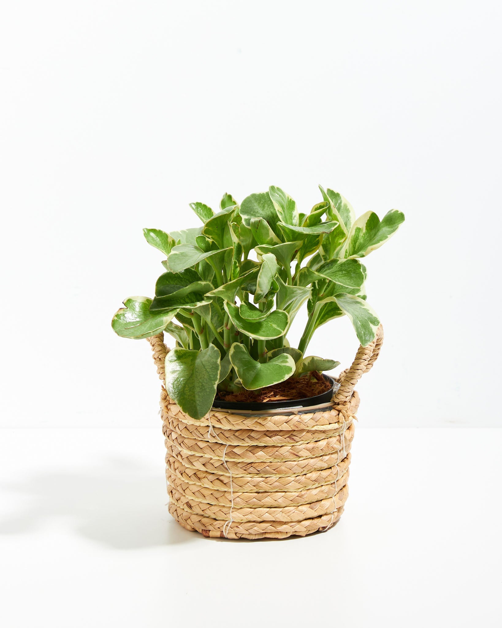 Baby Rubber Plant (Variegated Peperomia)