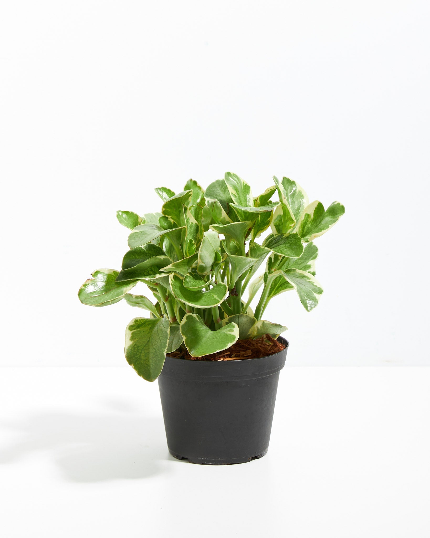 Baby Rubber Plant (Variegated Peperomia)
