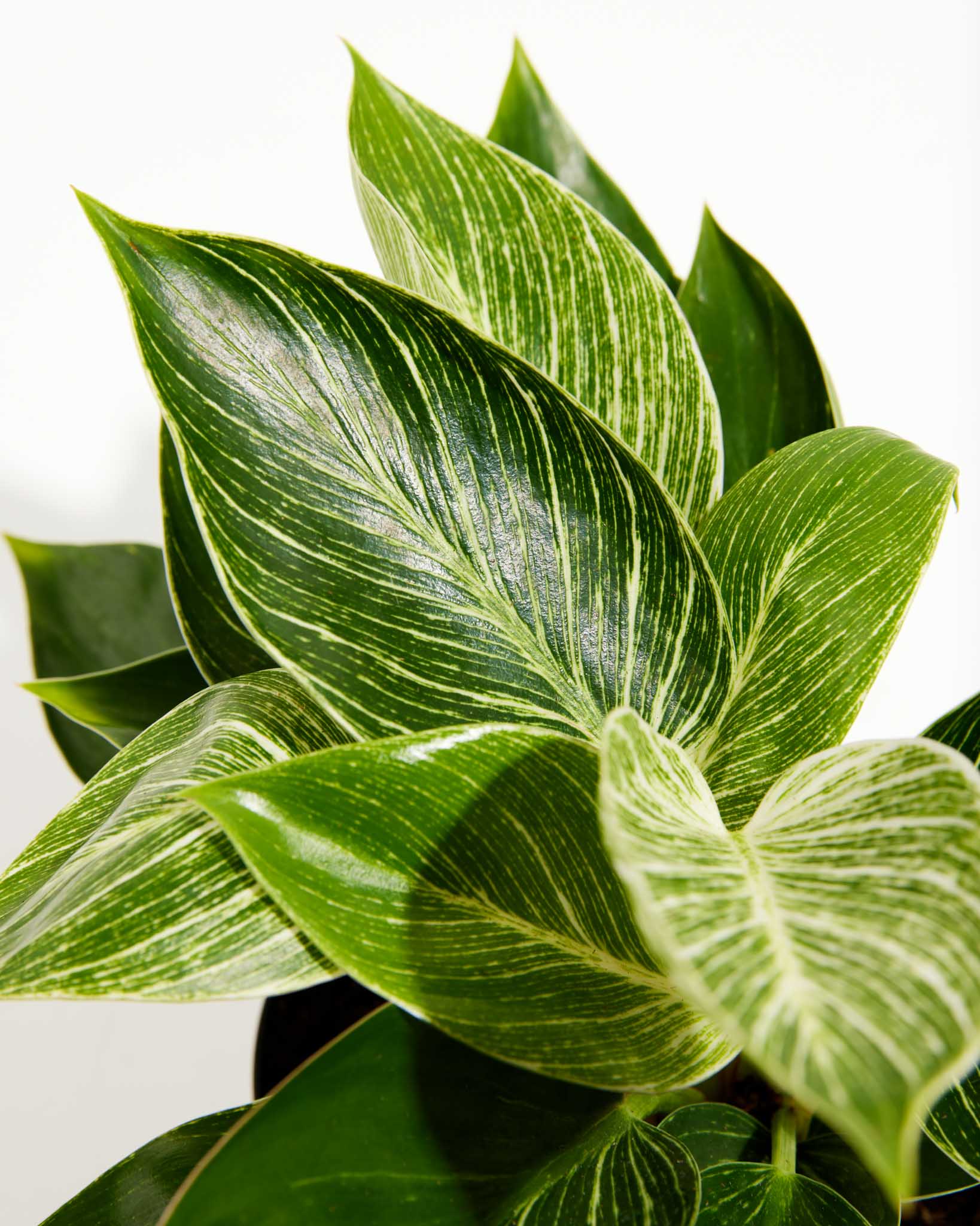 Philodendron Birkin
