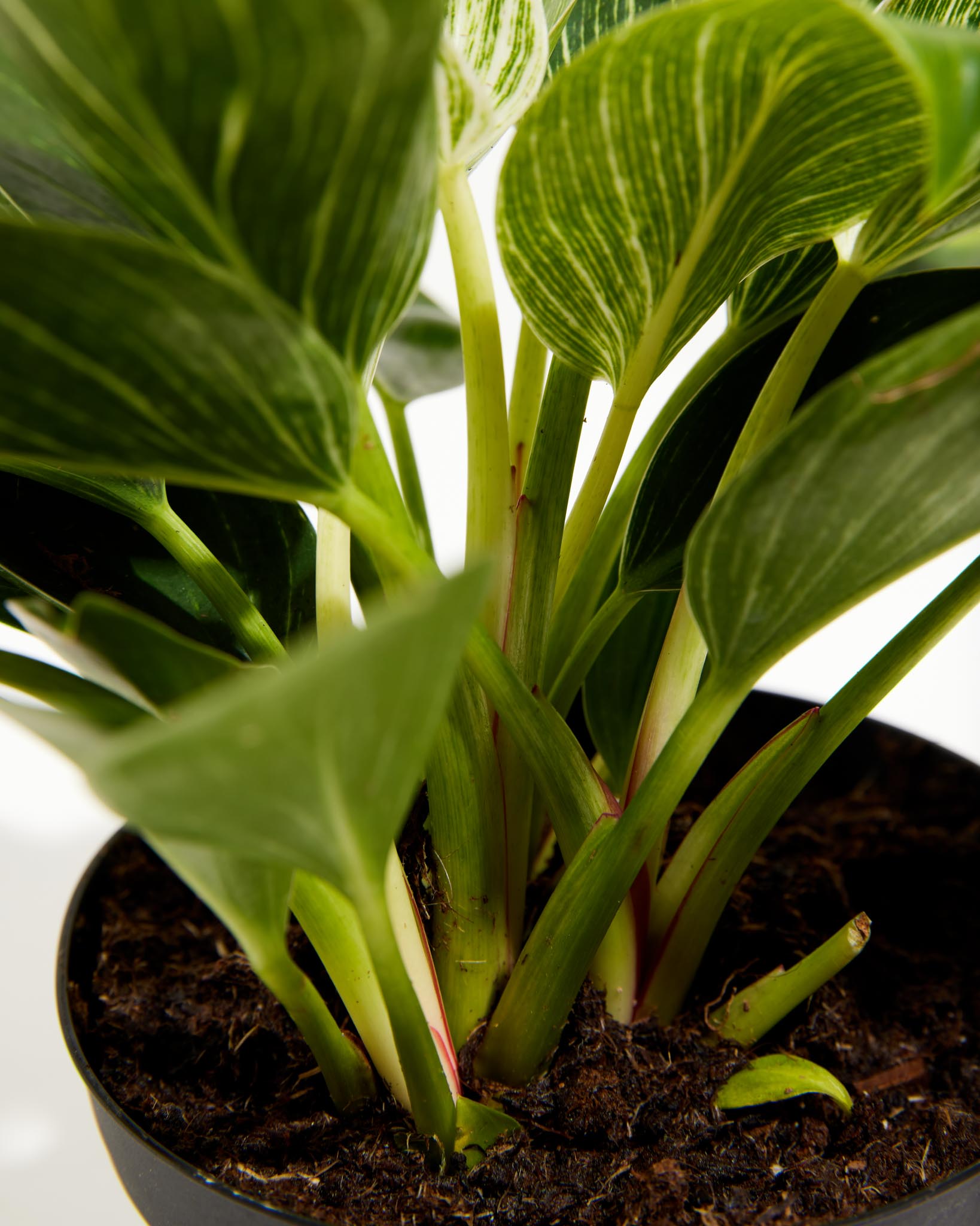 Philodendron Birkin