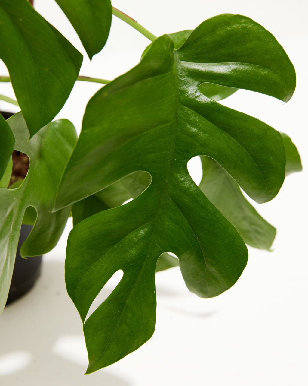 Philodendron Ginny (Mini Monstera)