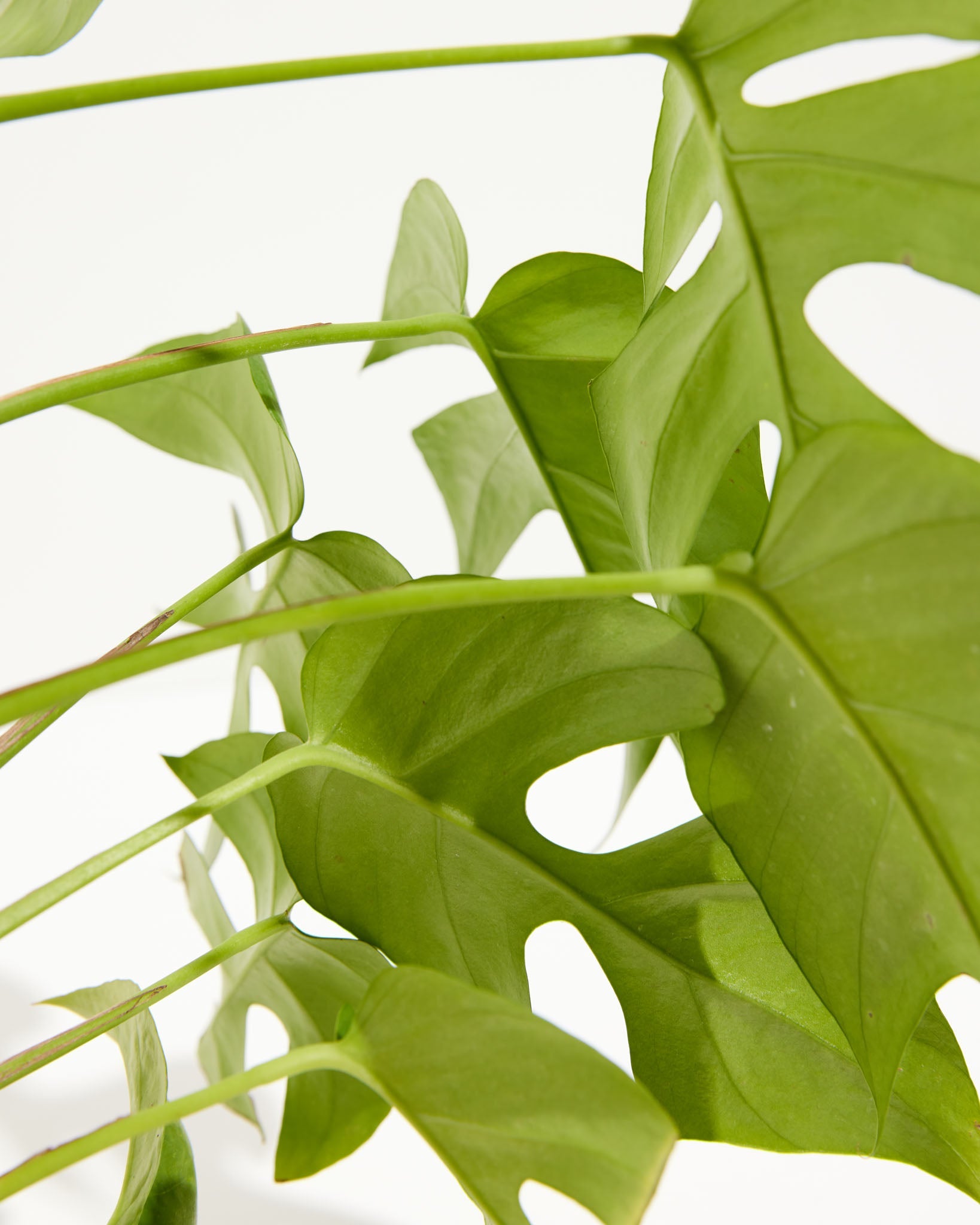 Philodendron Ginny (Mini Monstera)