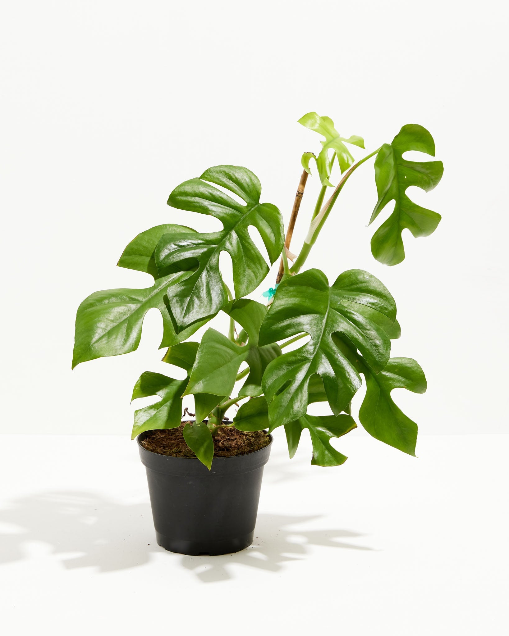 Philodendron Ginny (Mini Monstera)
