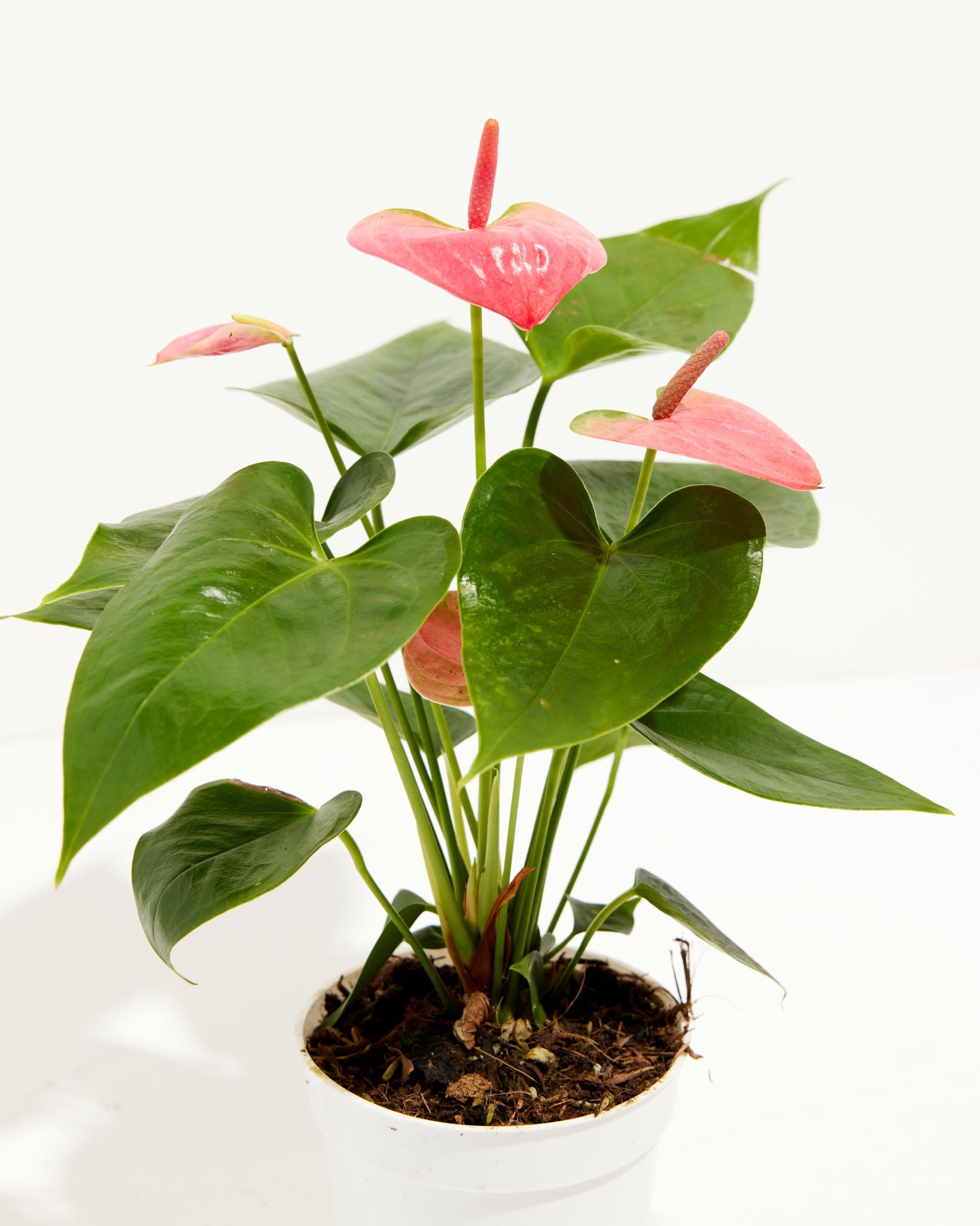 Pink Anthurium