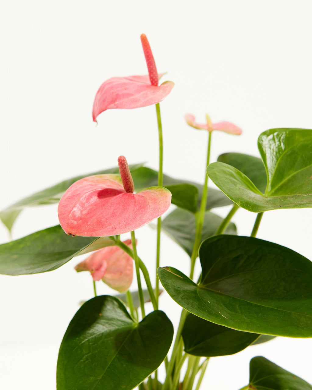 Pink Anthurium