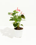Pink Anthurium