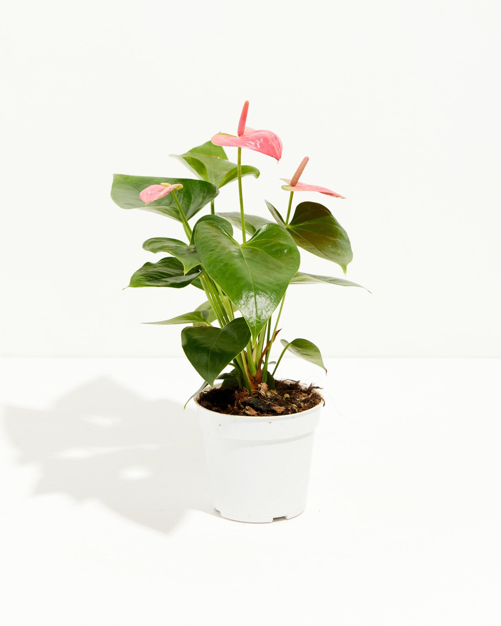 Pink Anthurium