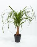 Ponytail Palm Tree