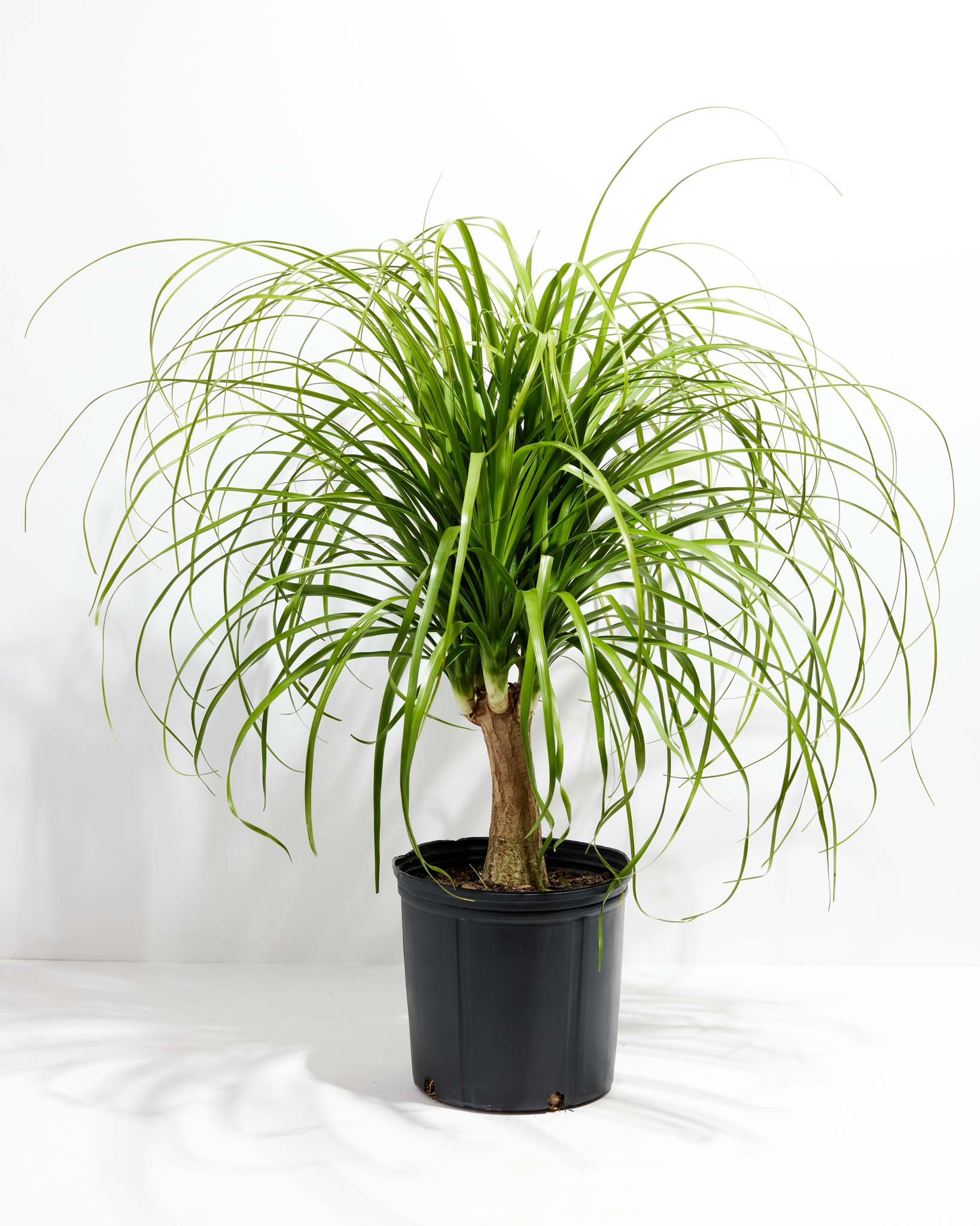 Ponytail Palm Tree