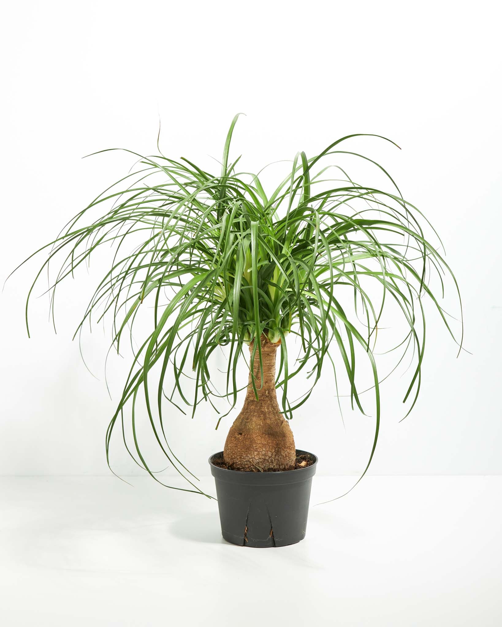 Ponytail Palm Tree