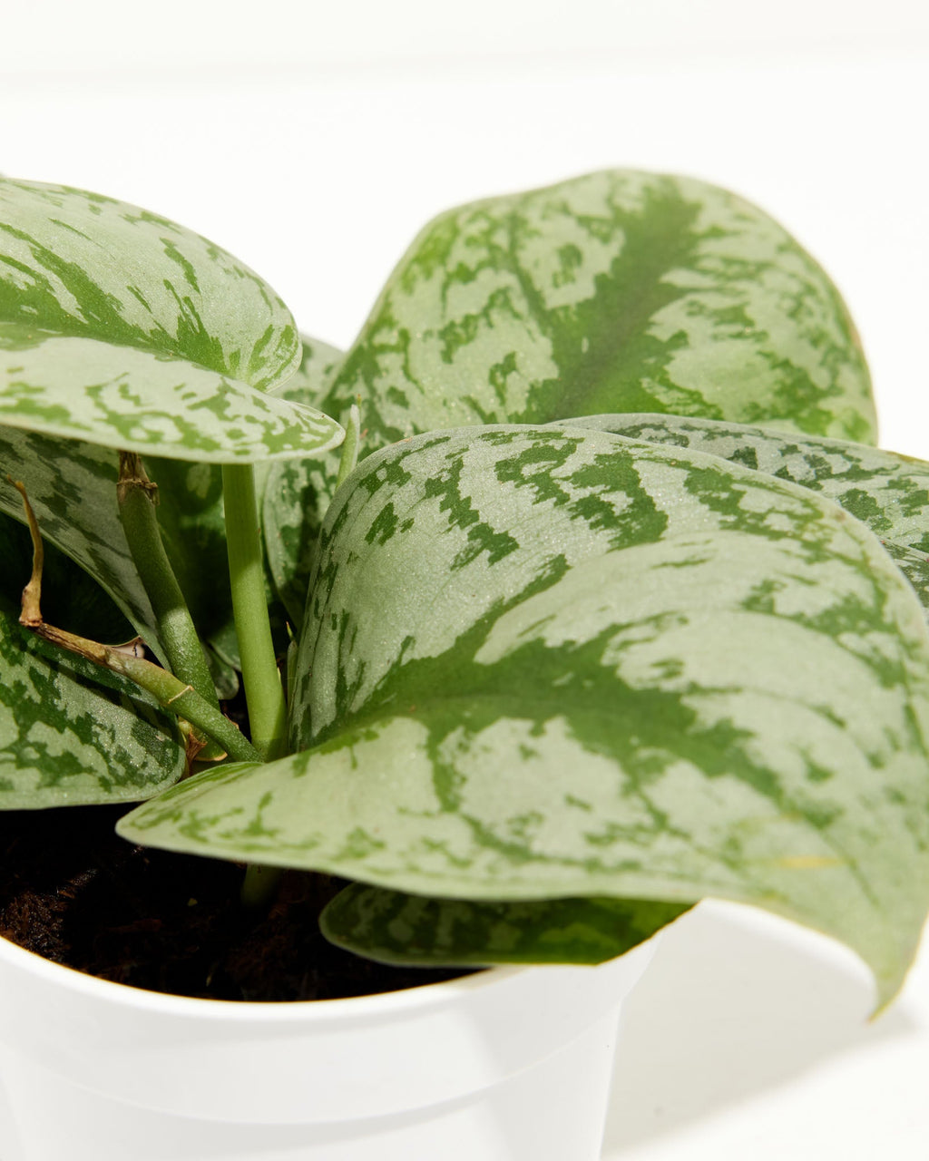 Silver Satin Pothos