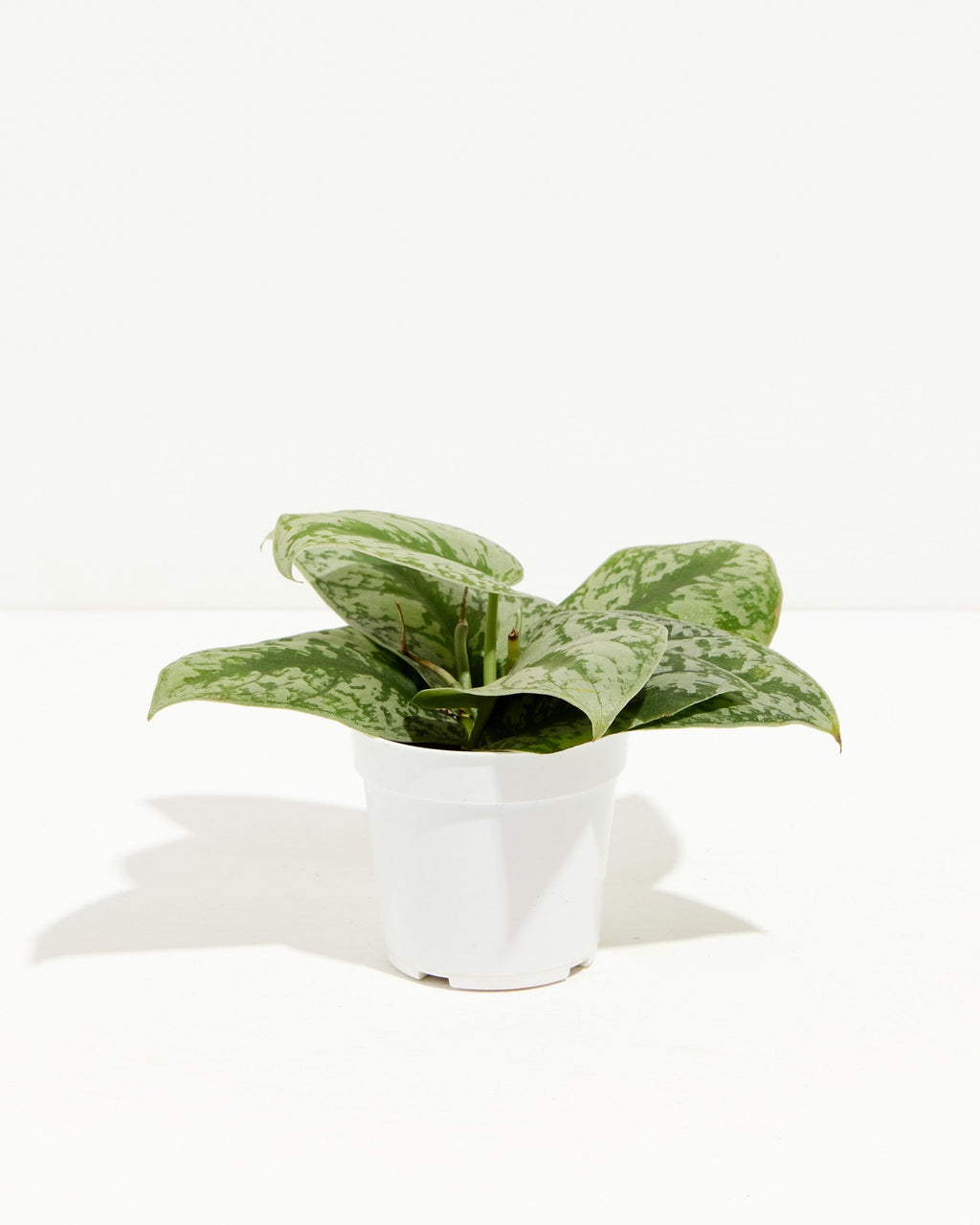 Silver Satin Pothos