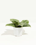 Silver Satin Pothos