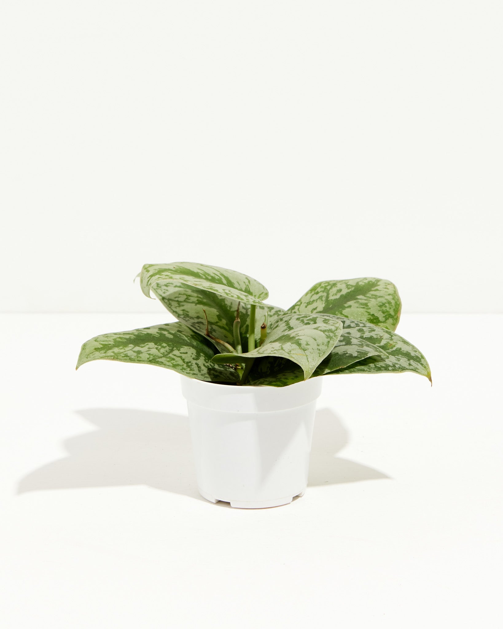Silver Satin Pothos