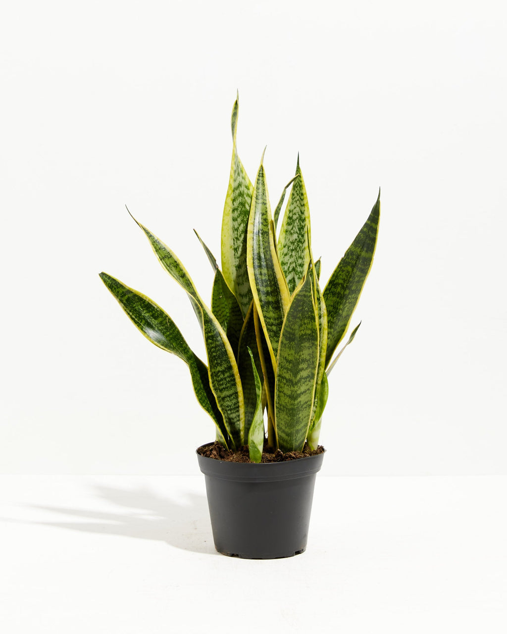 Variegated Sansevieria Laurentii (Snake Plant)