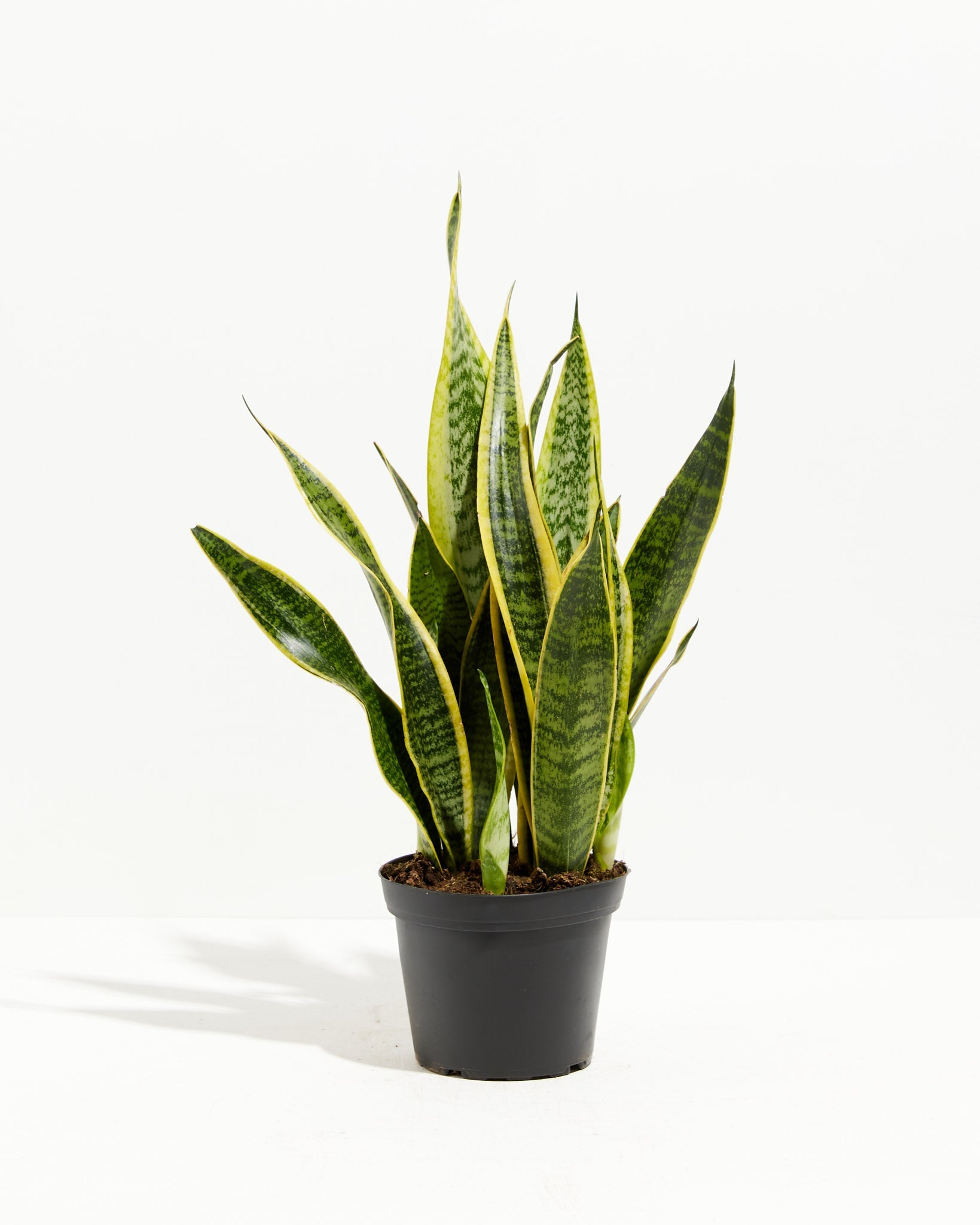 Variegated Sansevieria Laurentii (Snake Plant)