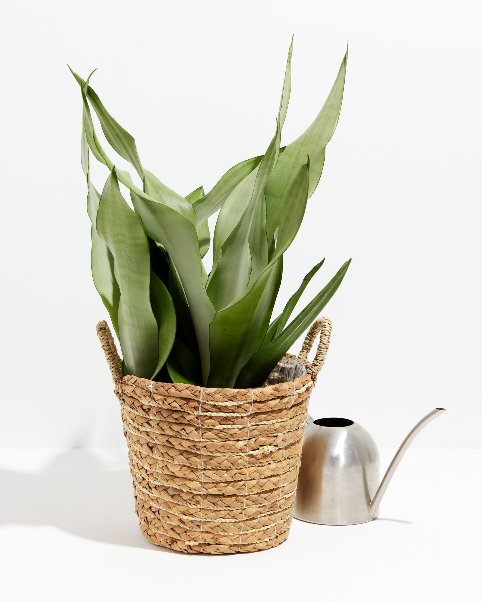 Sansevieria Moonshine