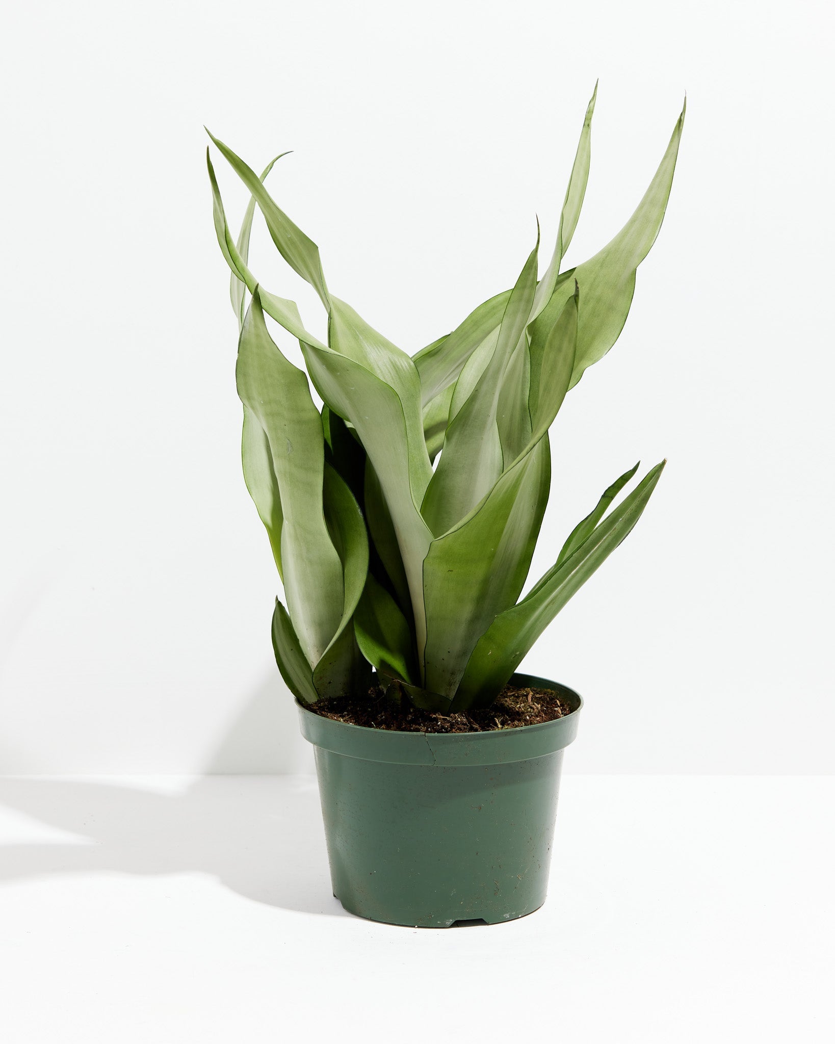 Sansevieria Moonshine