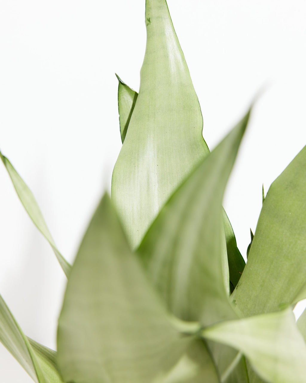 Sansevieria Moonshine