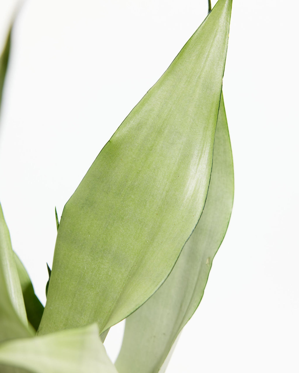 Sansevieria Moonshine