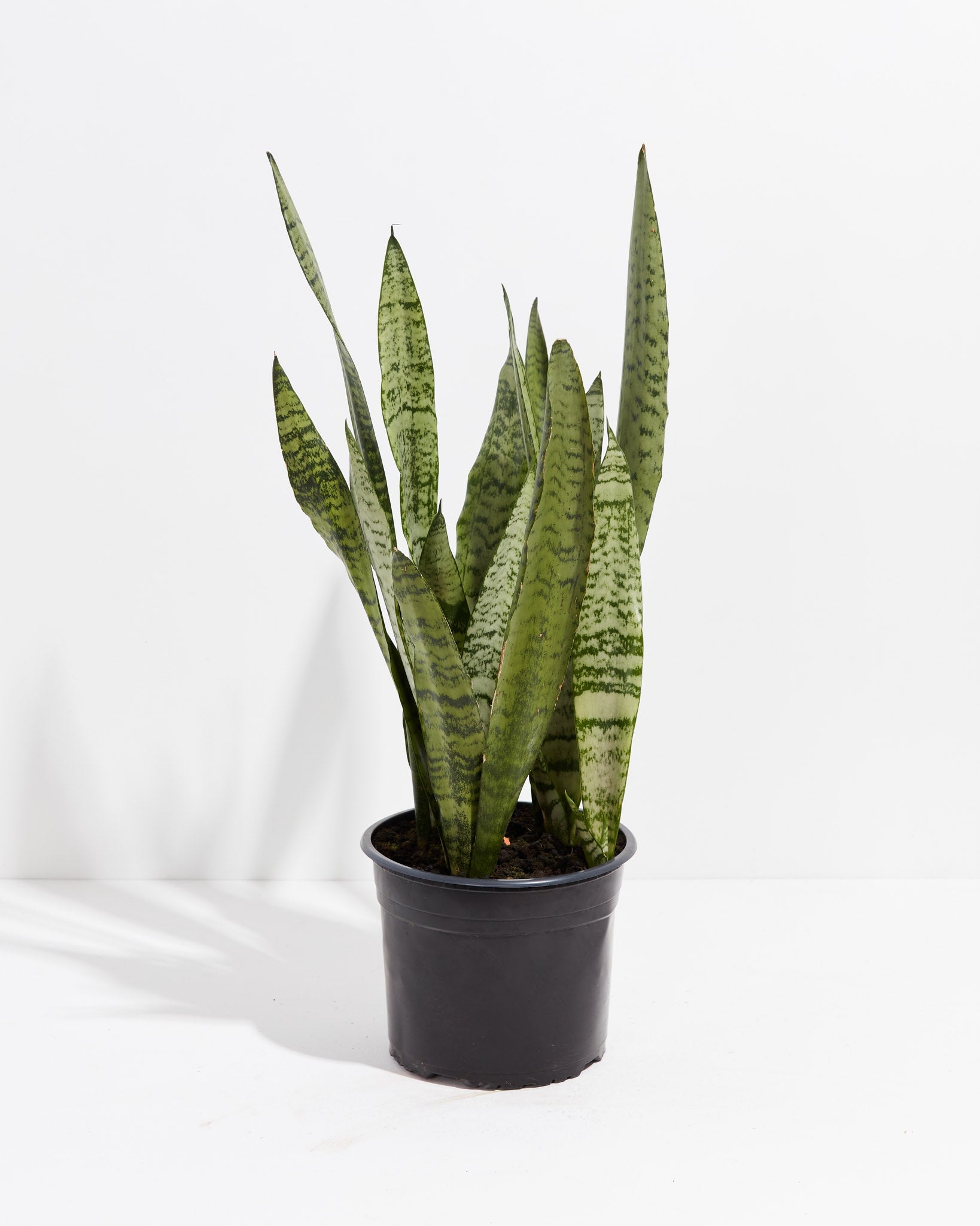 Sansevieria Zeylanica Snake Plant