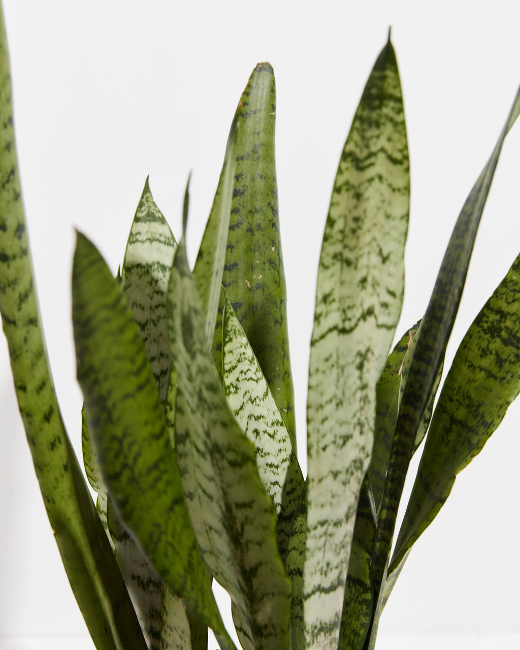 Sansevieria Zeylanica Snake Plant