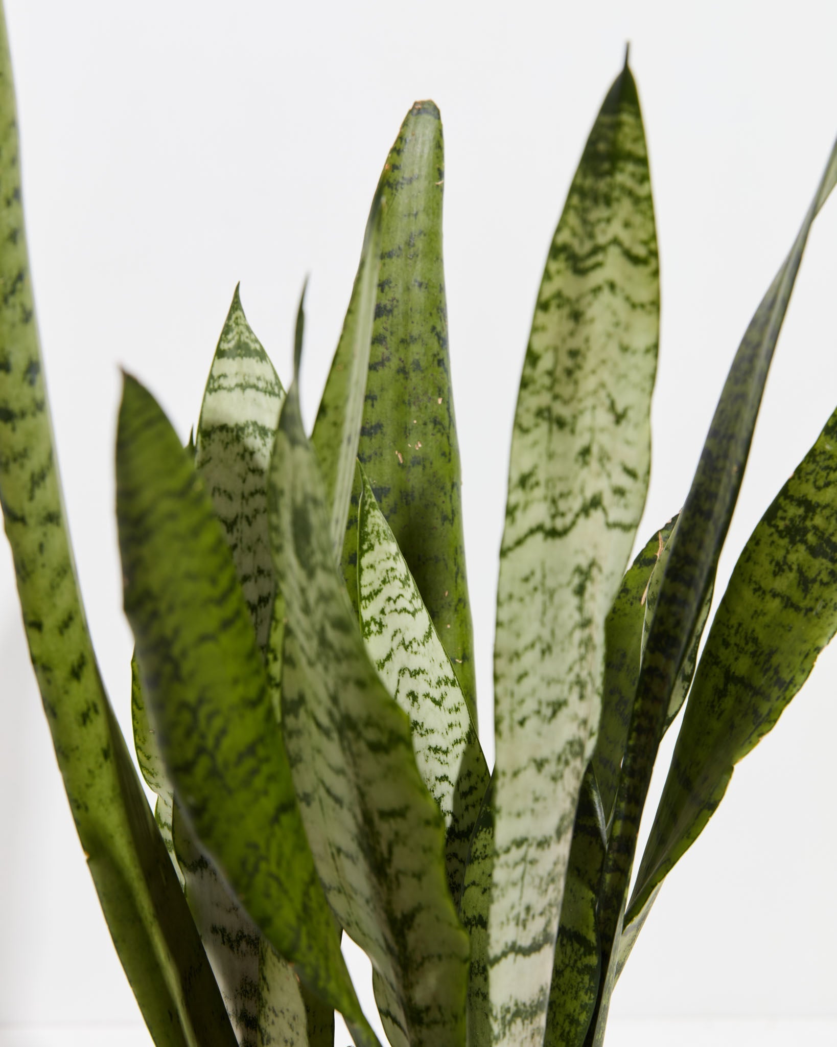 Sansevieria Zeylanica Snake Plant