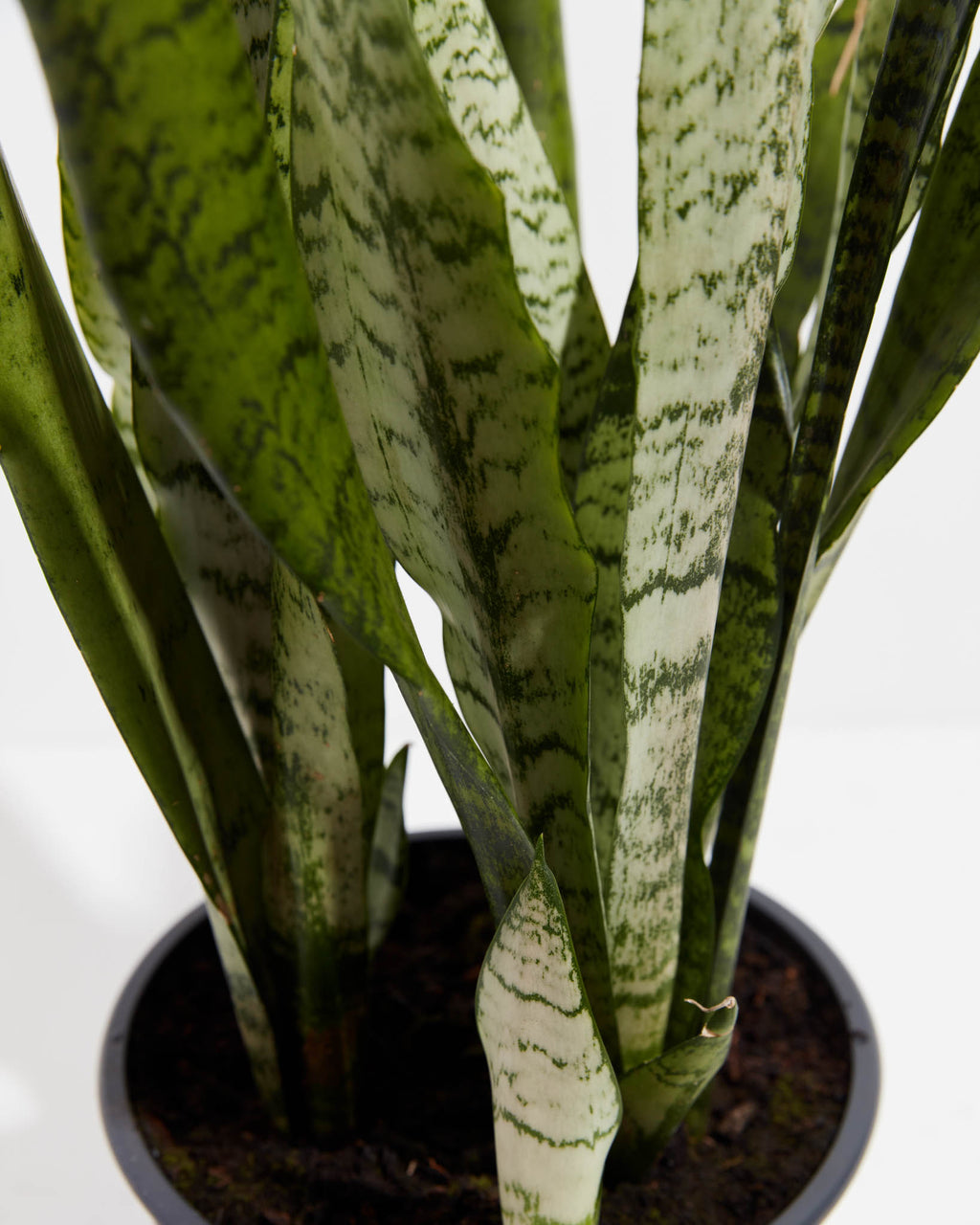 Sansevieria Zeylanica Snake Plant